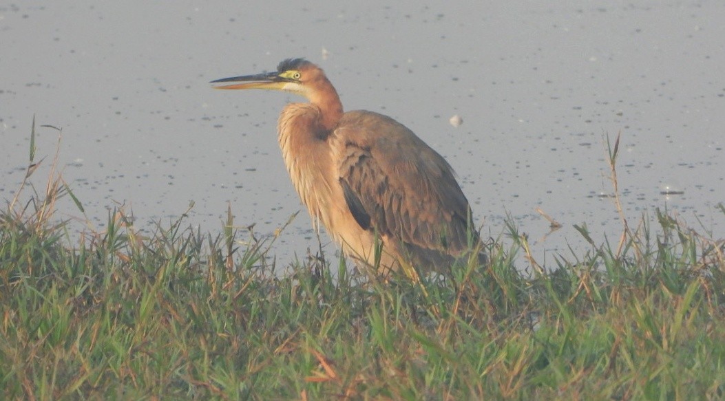 Koartza gorria - ML645980387