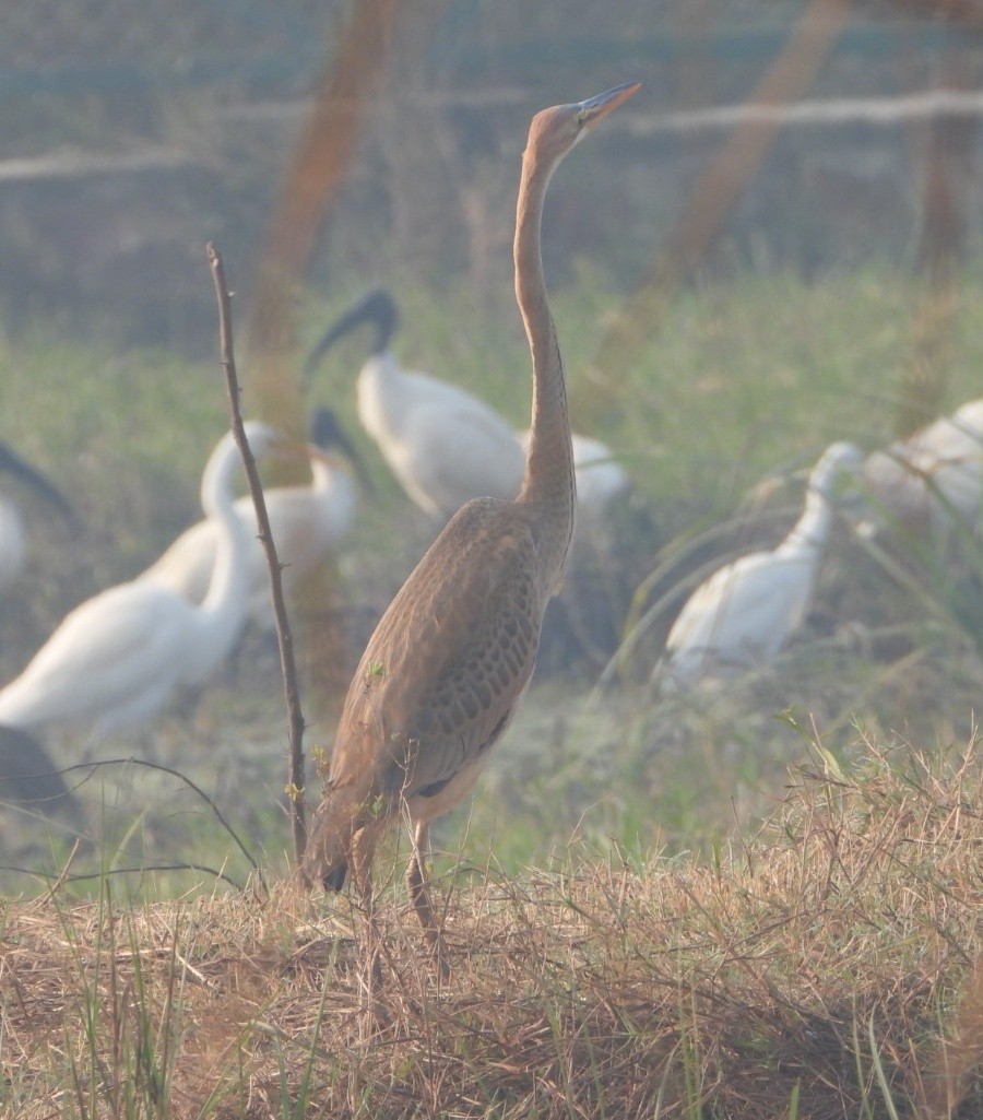 Koartza gorria - ML645980388