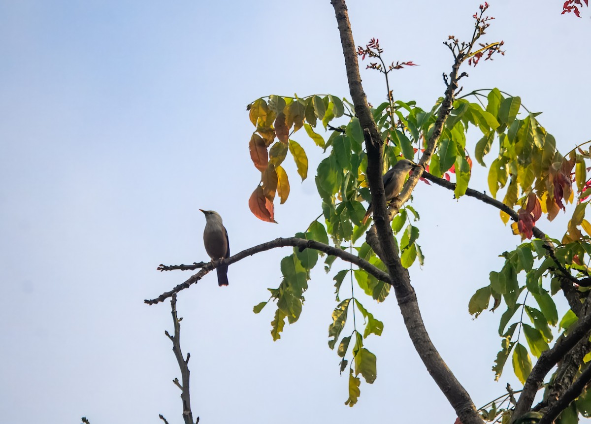 Malabar Starling - ML645980390