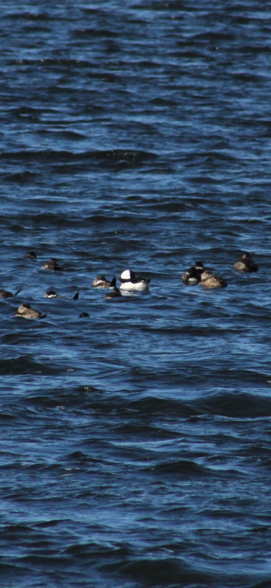 Murgilari buruzuria - ML645980391