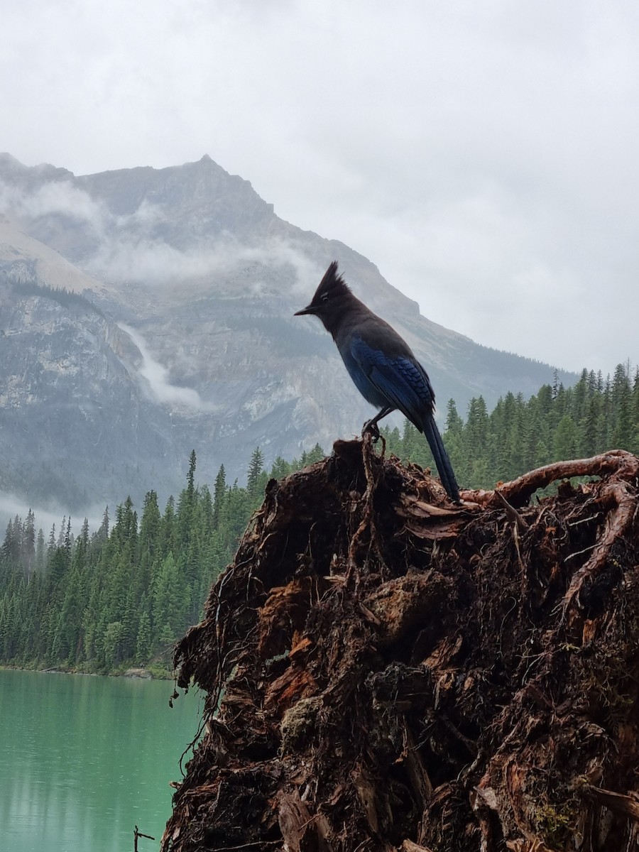 Steller's Jay - ML645980392