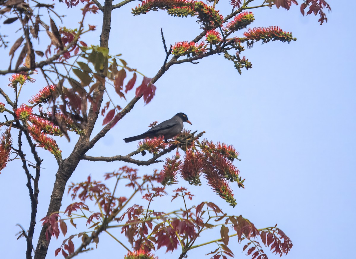 Indian Blackbird - ML645980393