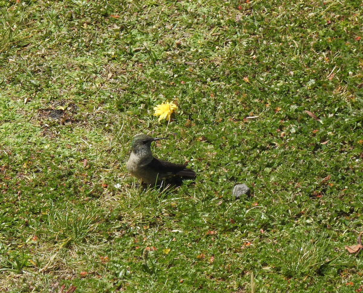 Ecuadorian Hillstar - ML645980394