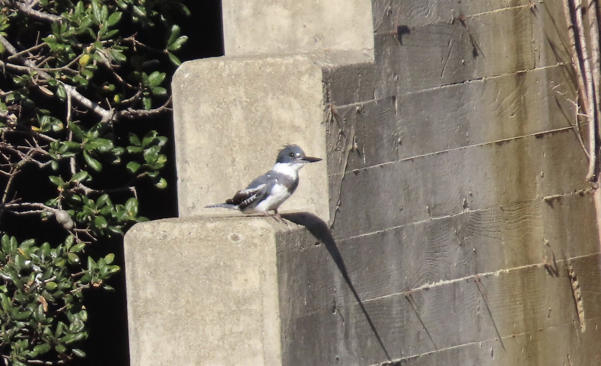 Martin handi iparramerikarra - ML645980395