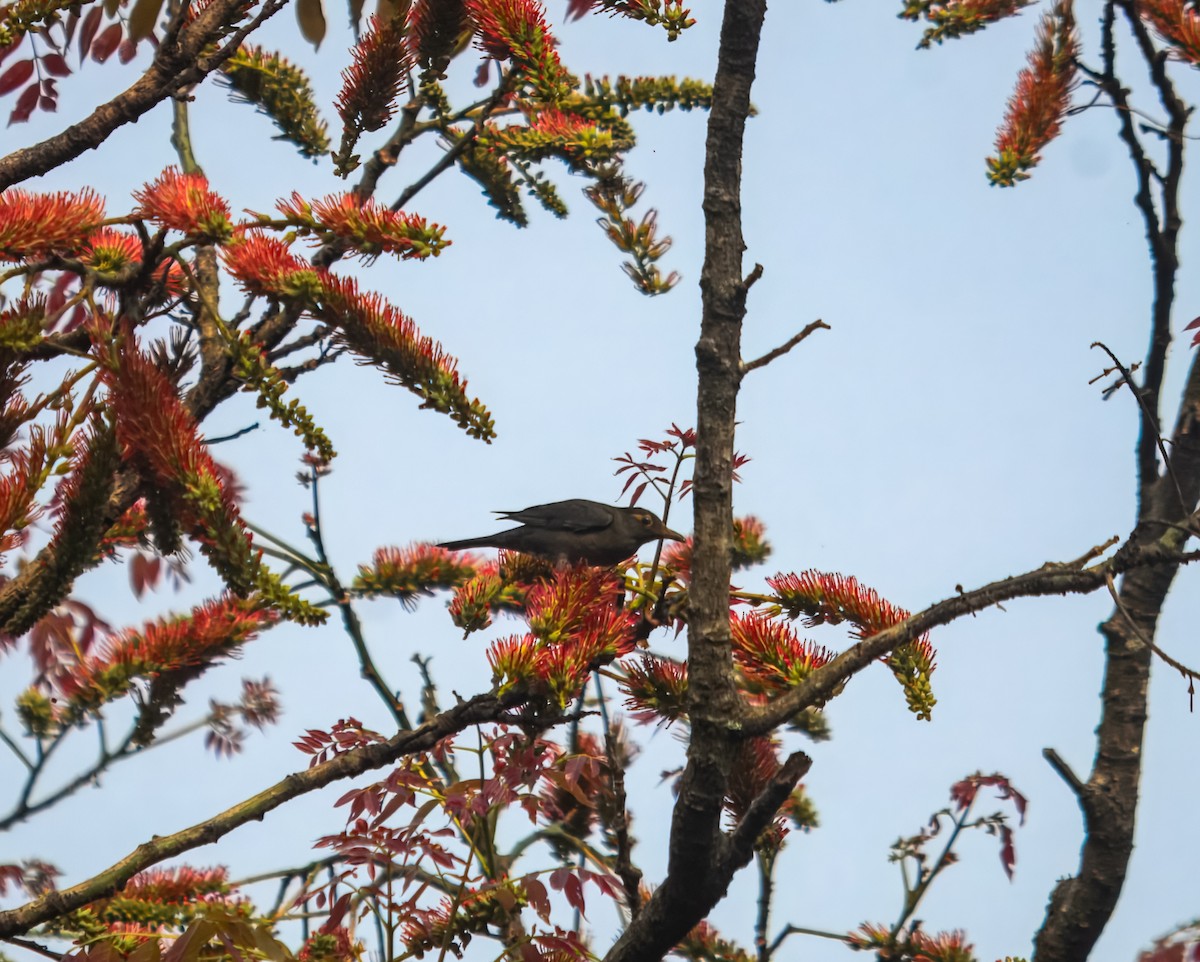 Indian Blackbird - ML645980396