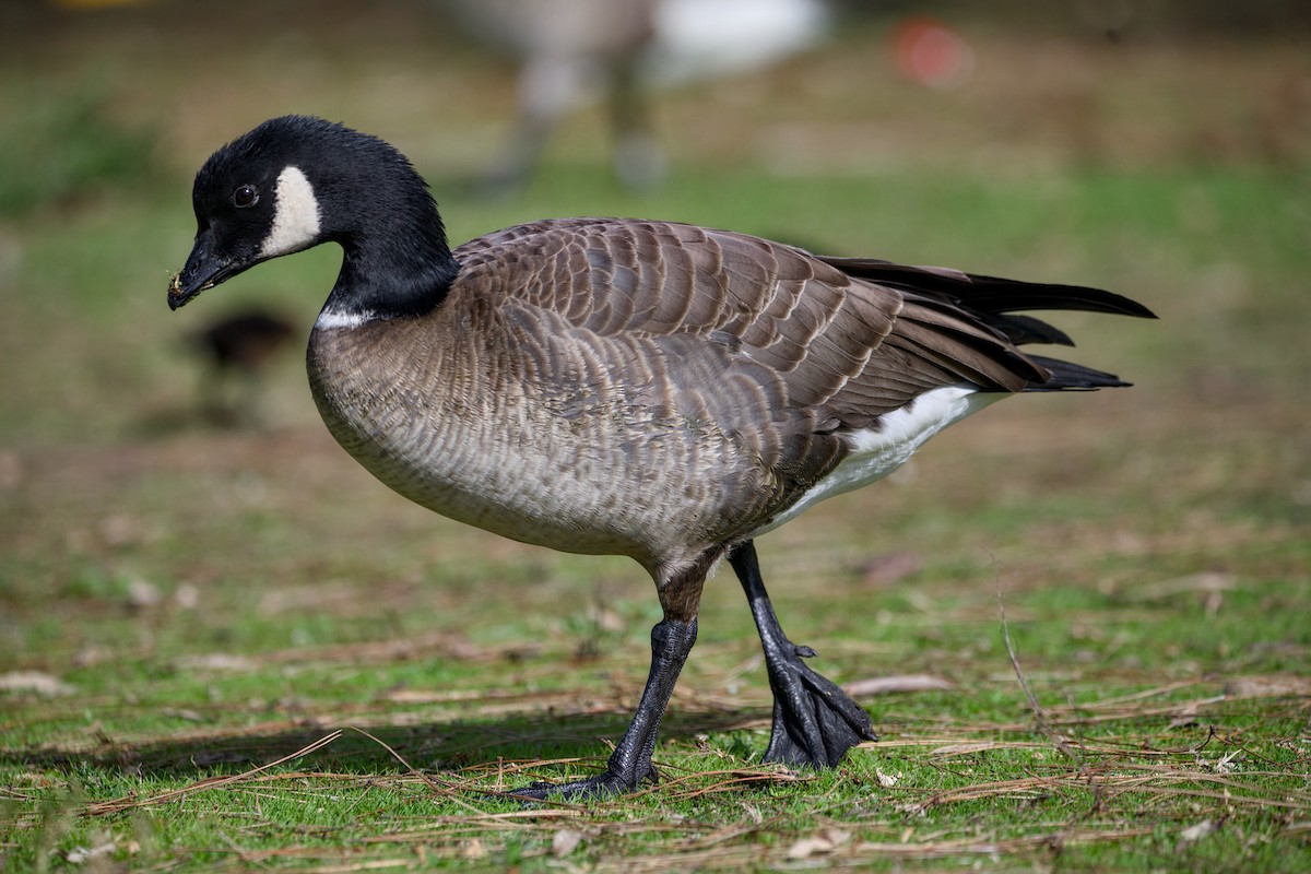 Cackling Goose (Aleutian) - ML645980397