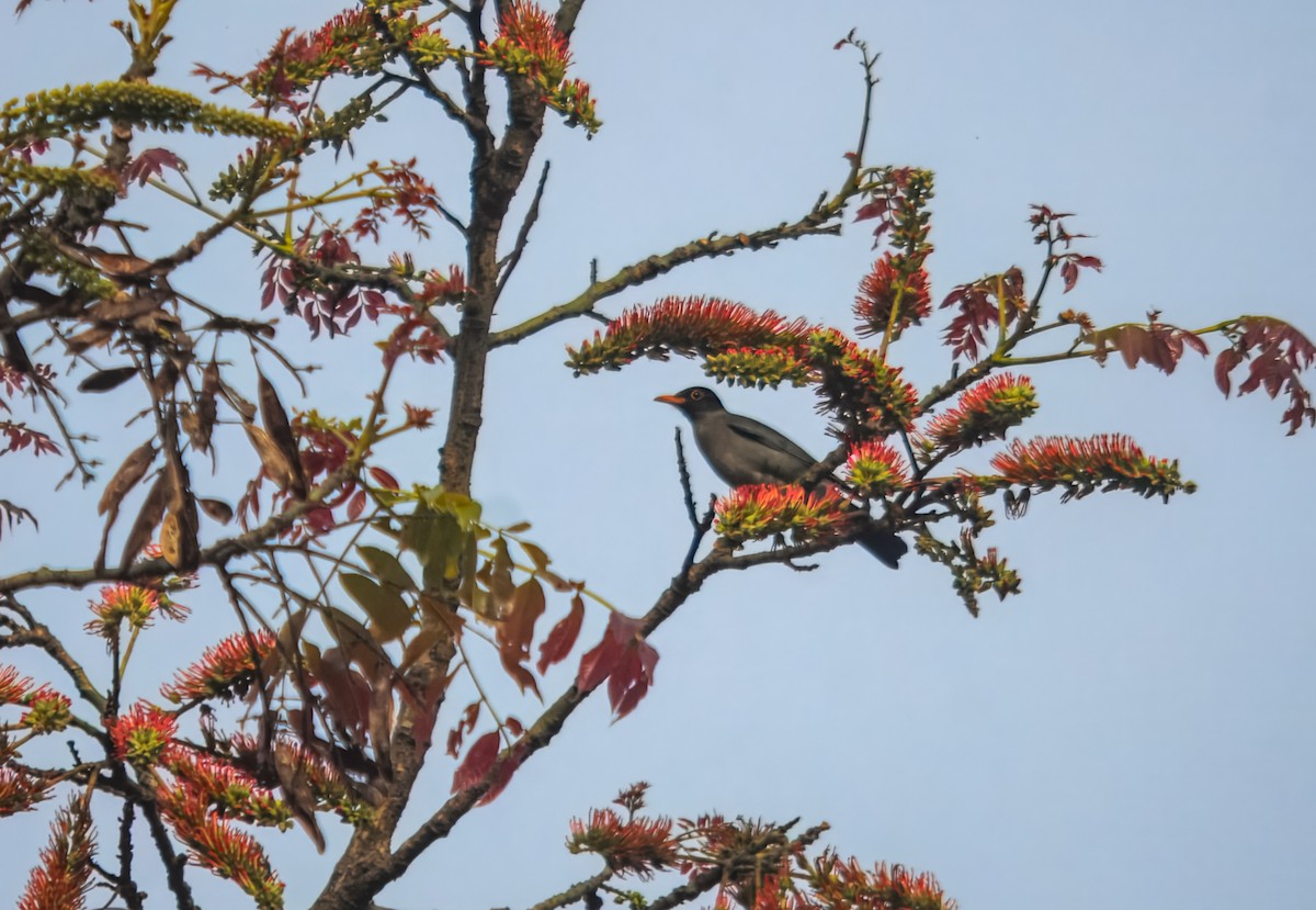 Indian Blackbird - ML645980398