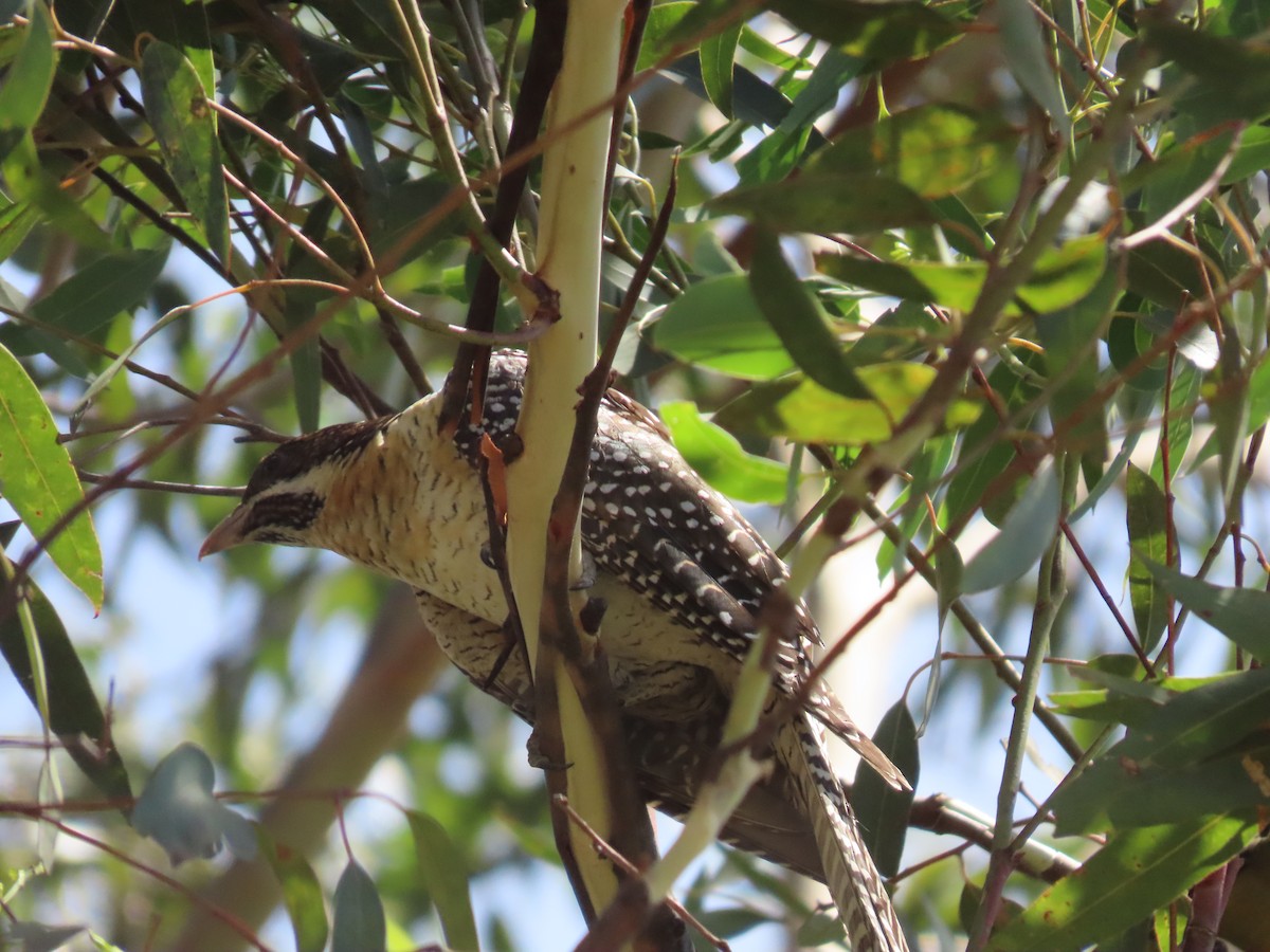 Pacific Koel - ML645980399