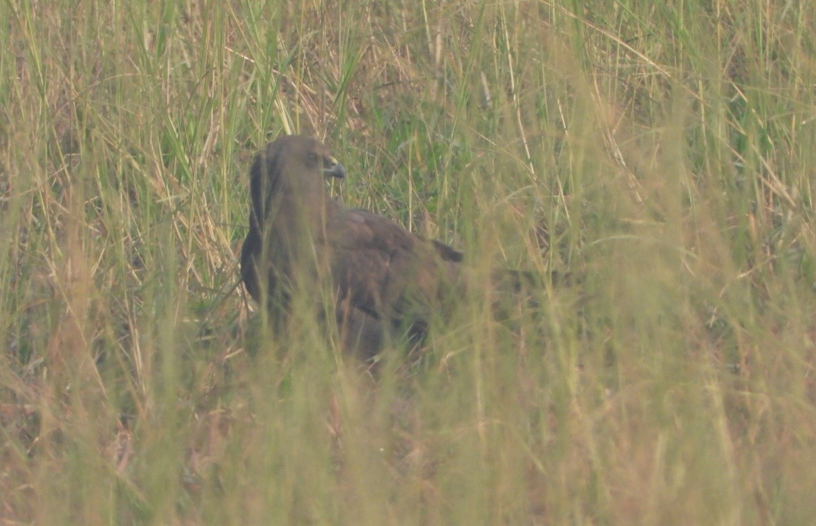 Zingira-mirotz eurasiarra - ML645980401