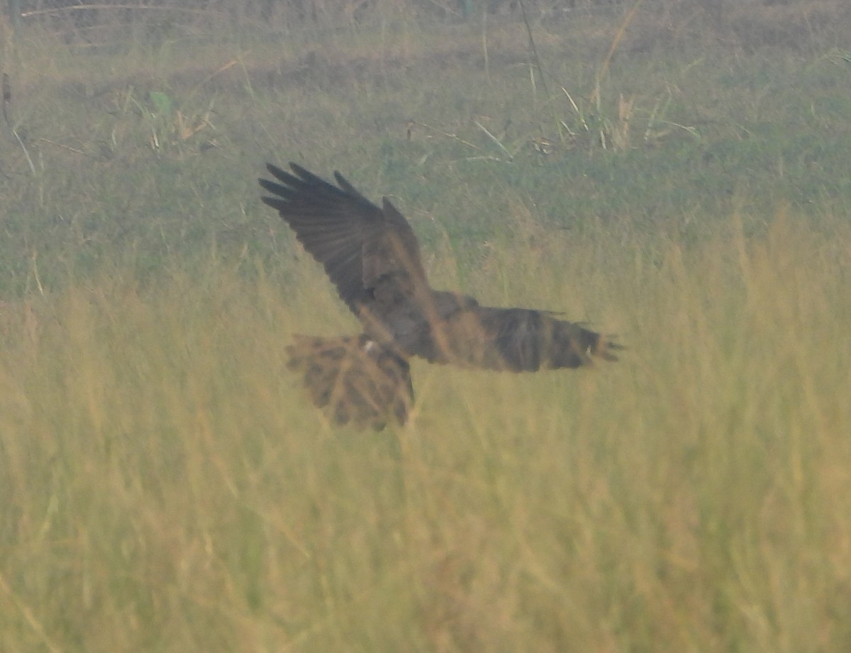 Zingira-mirotz eurasiarra - ML645980402