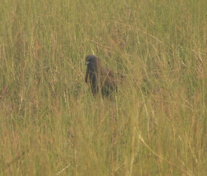 Zingira-mirotz eurasiarra - ML645980403