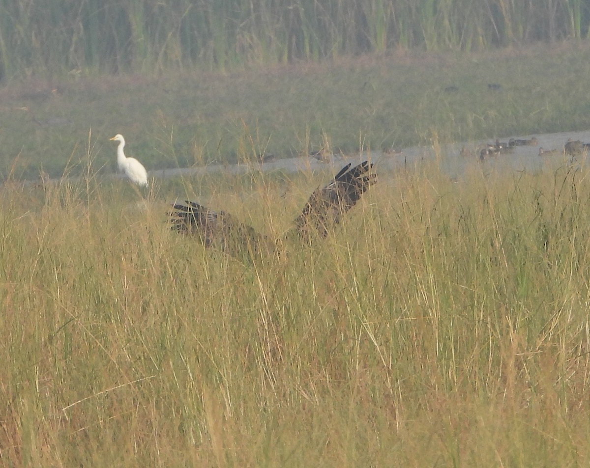 Zingira-mirotz eurasiarra - ML645980404