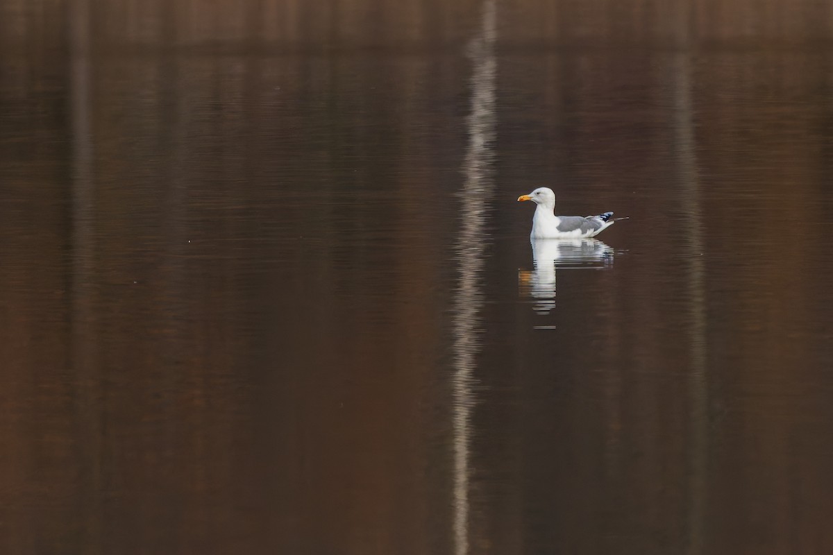 Kaioa sp. - ML645980406