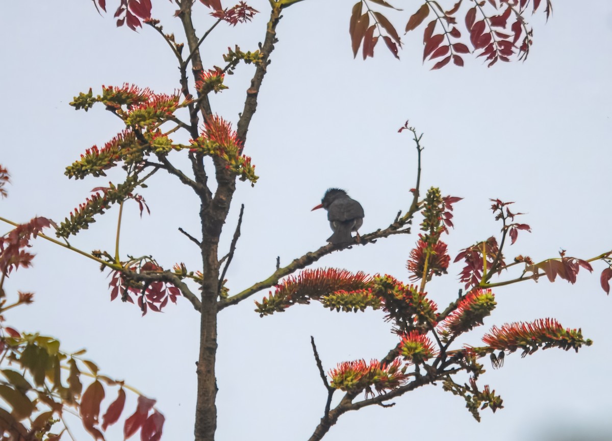 Горована індійська - ML645980407