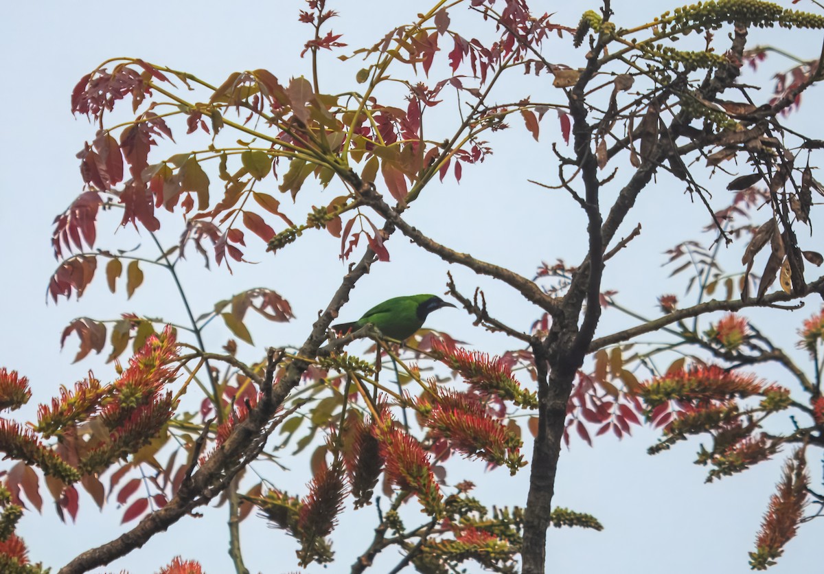 Golden-fronted Leafbird - ML645980408