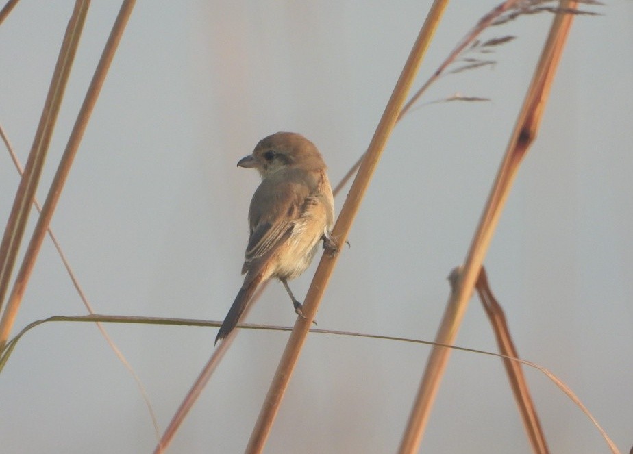 Isabelline Shrike - ML645980411