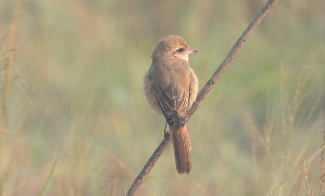 Isabelline Shrike - ML645980412