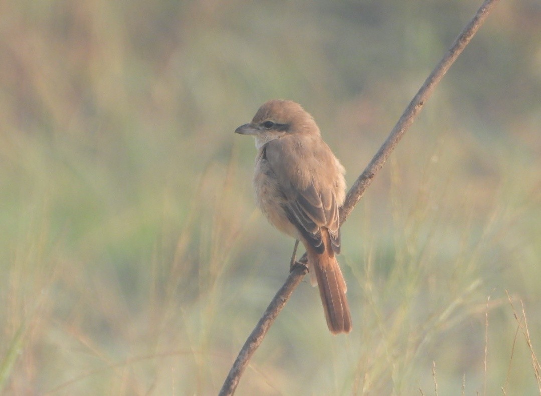 Isabelline Shrike - ML645980413
