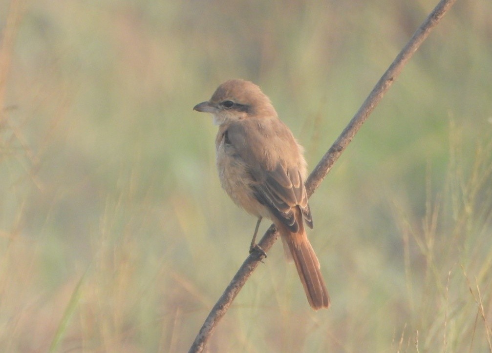 Isabelline Shrike - ML645980414