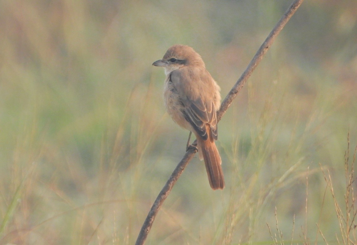 Isabelline Shrike - ML645980415