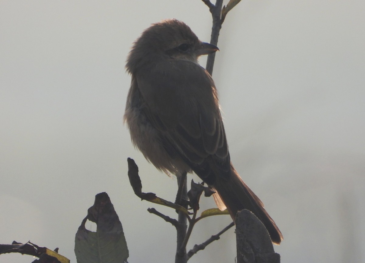 Isabelline Shrike - ML645980416