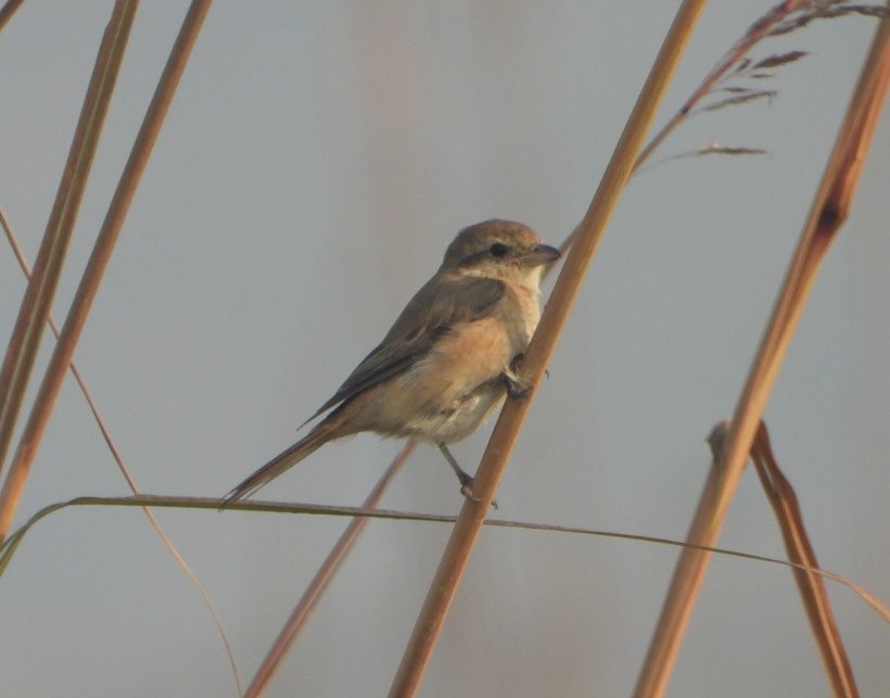 Isabelline Shrike - ML645980417