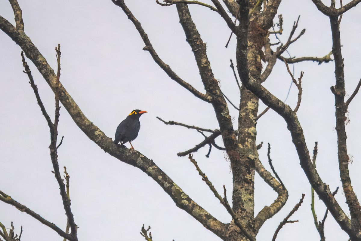 Southern Hill Myna - ML645980420