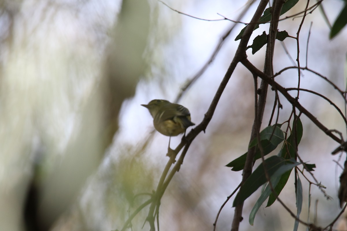 Hutton's Vireo - ML645980433