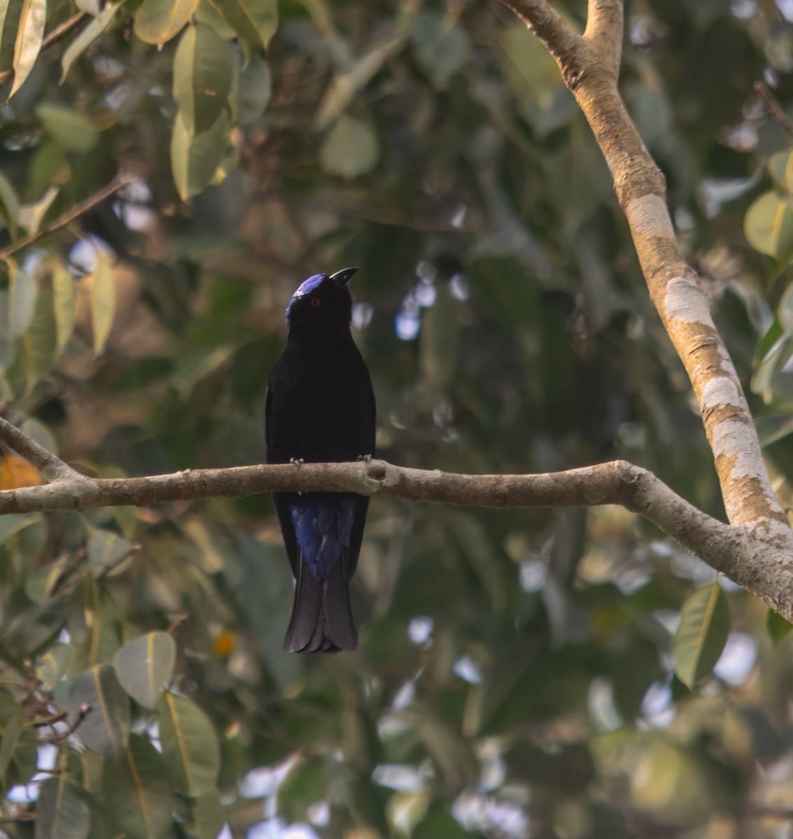 Asian Fairy-bluebird - ML645980436