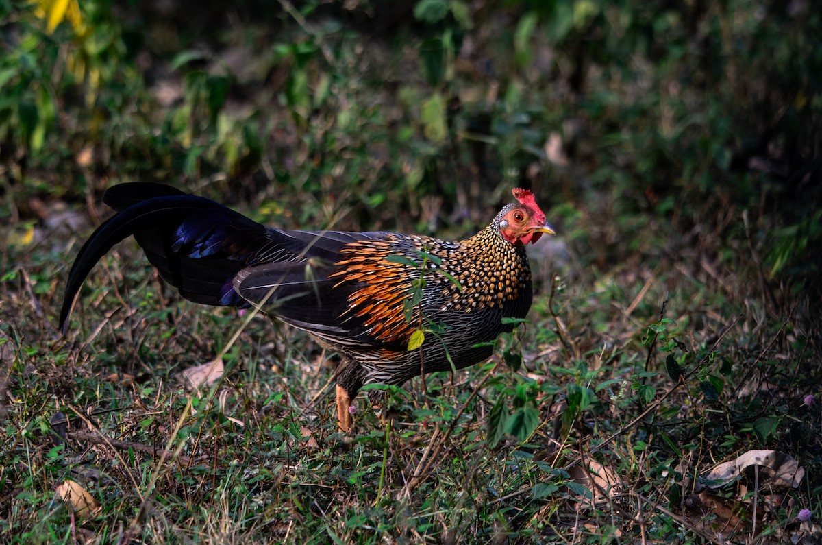Gray Junglefowl - ML645980437