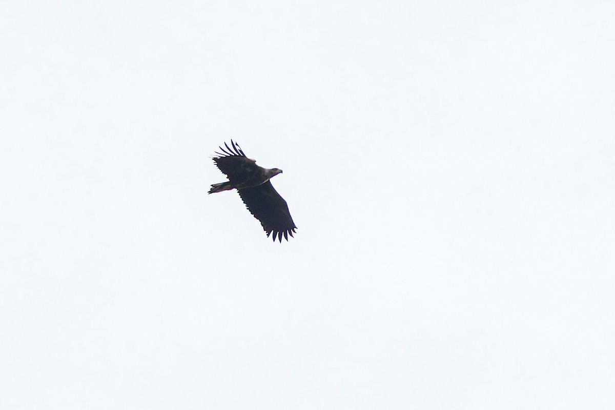 White-tailed Eagle - ML645980438