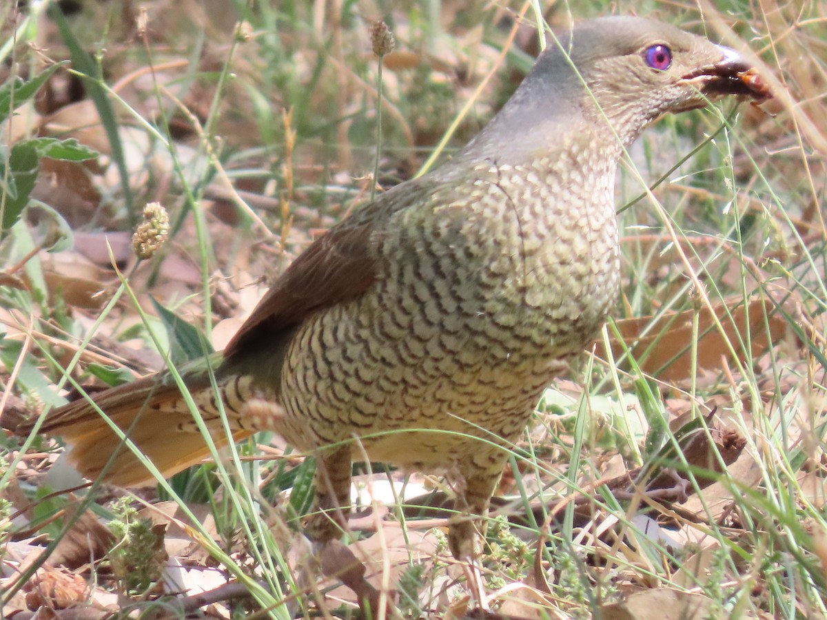 Satin Bowerbird - ML645980439