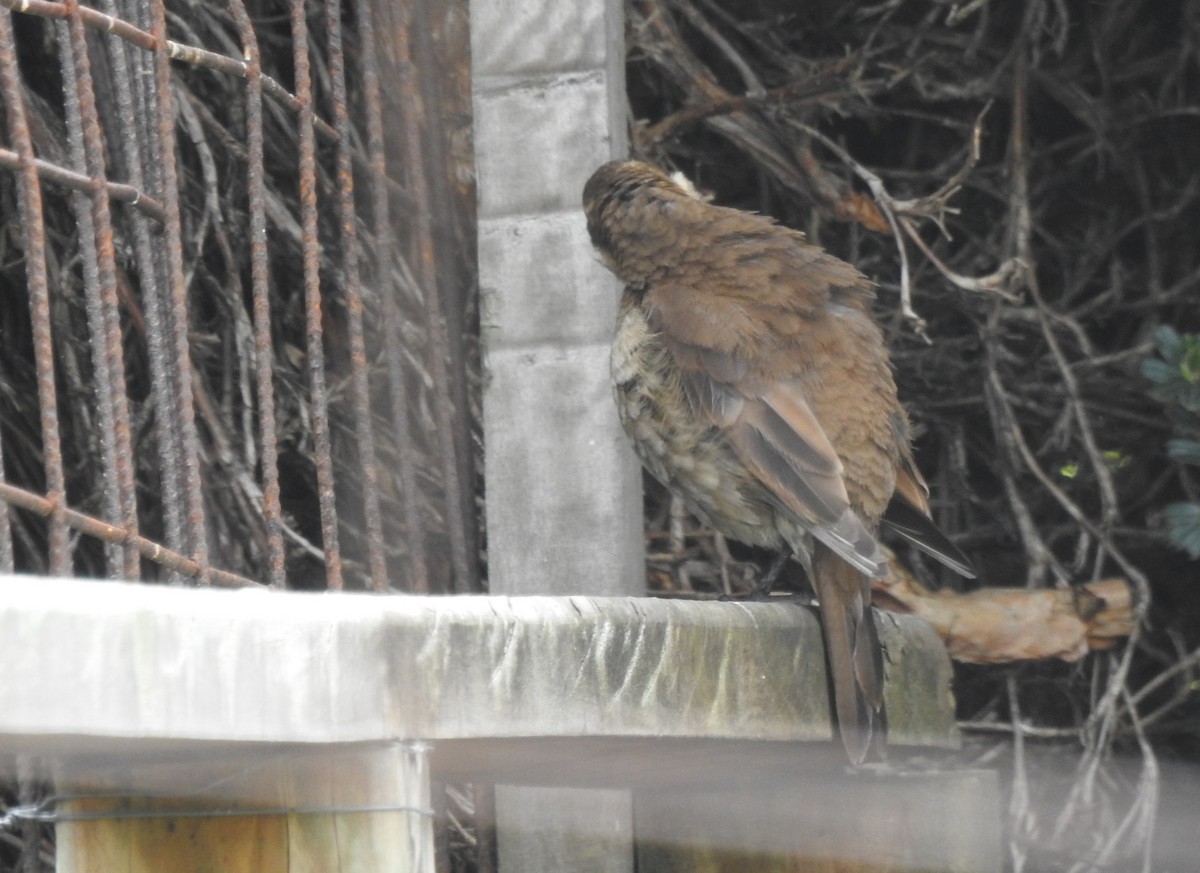 Stout-billed Cinclodes - ML645980440