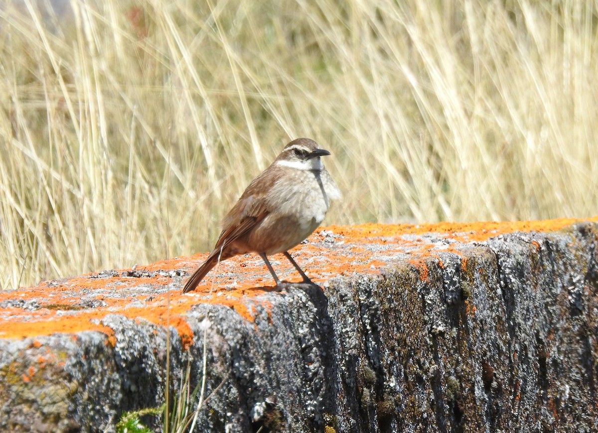 Stout-billed Cinclodes - ML645980442