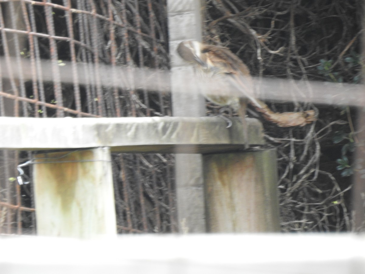 Stout-billed Cinclodes - ML645980444