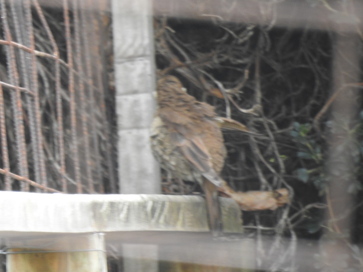 Stout-billed Cinclodes - ML645980445