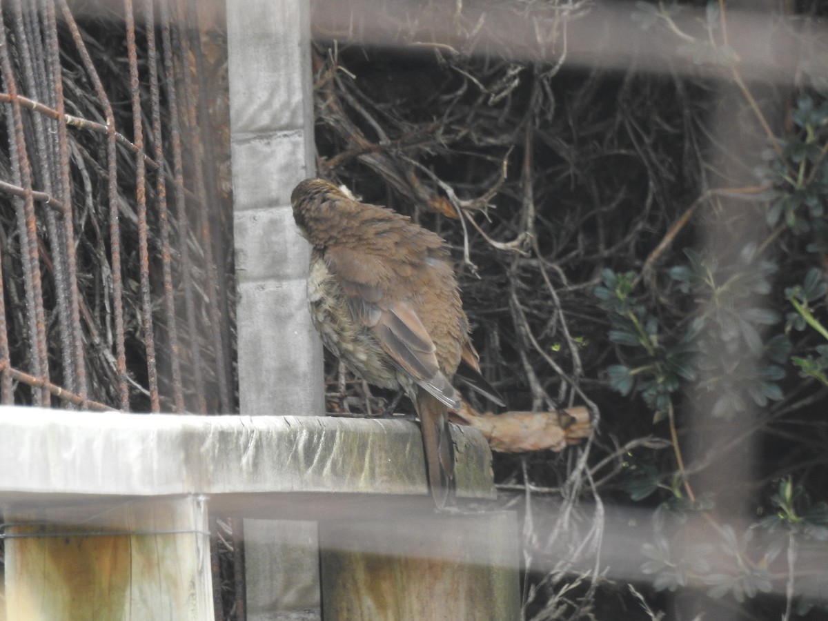 Stout-billed Cinclodes - ML645980447