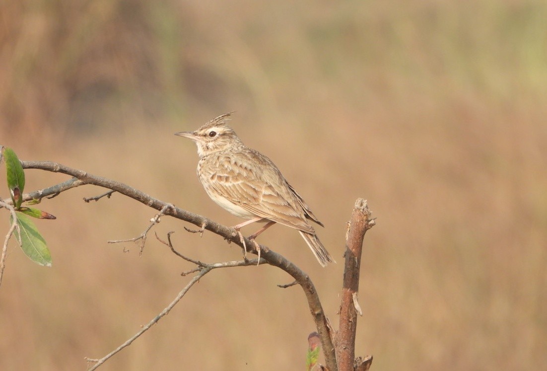 Crested Lark - ML645980452