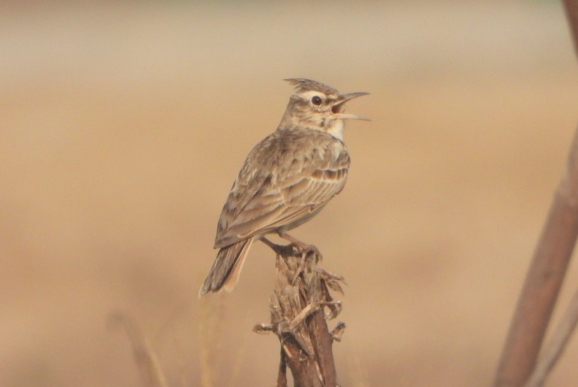 Crested Lark - ML645980453