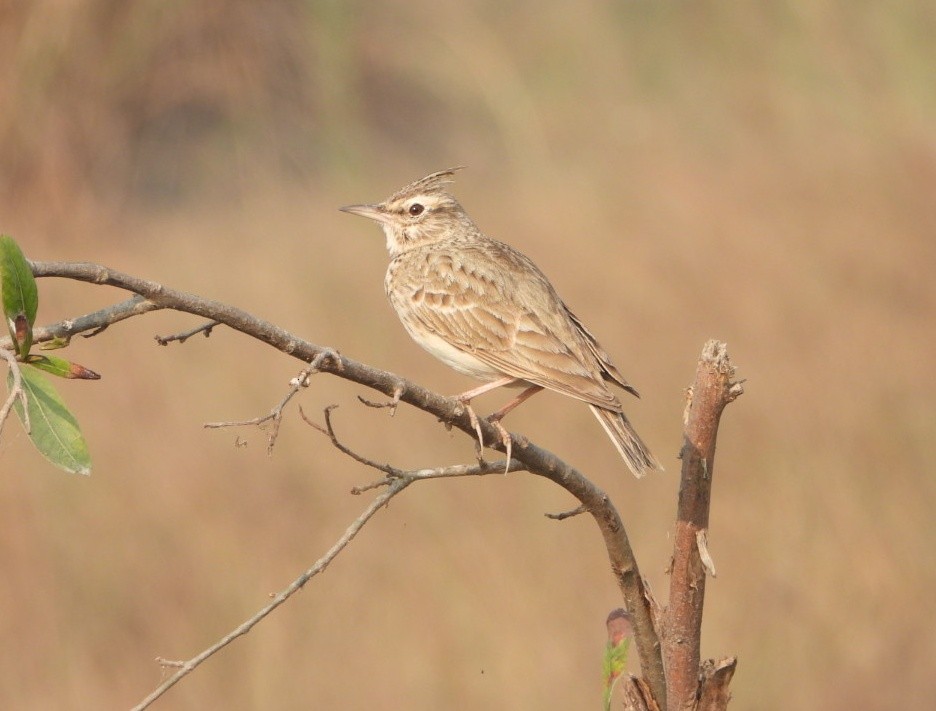 Crested Lark - ML645980454