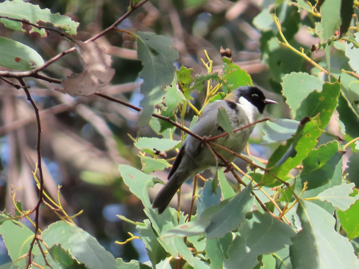 Black-headed Honeyeater - ML645980456