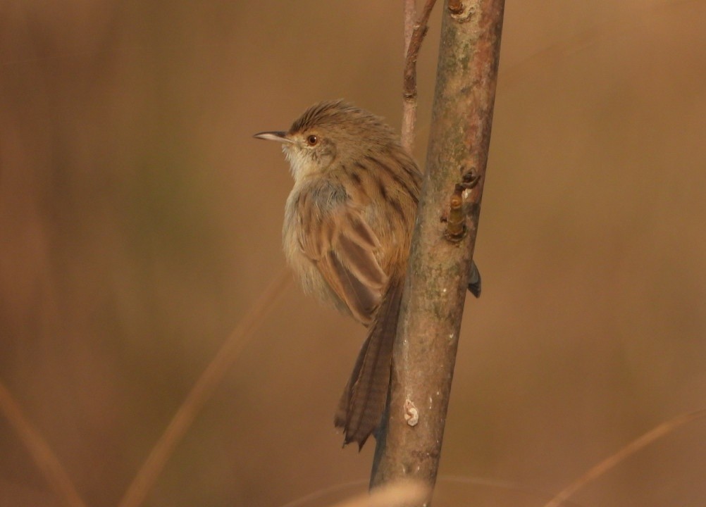 Delicate Prinia - ML645980461