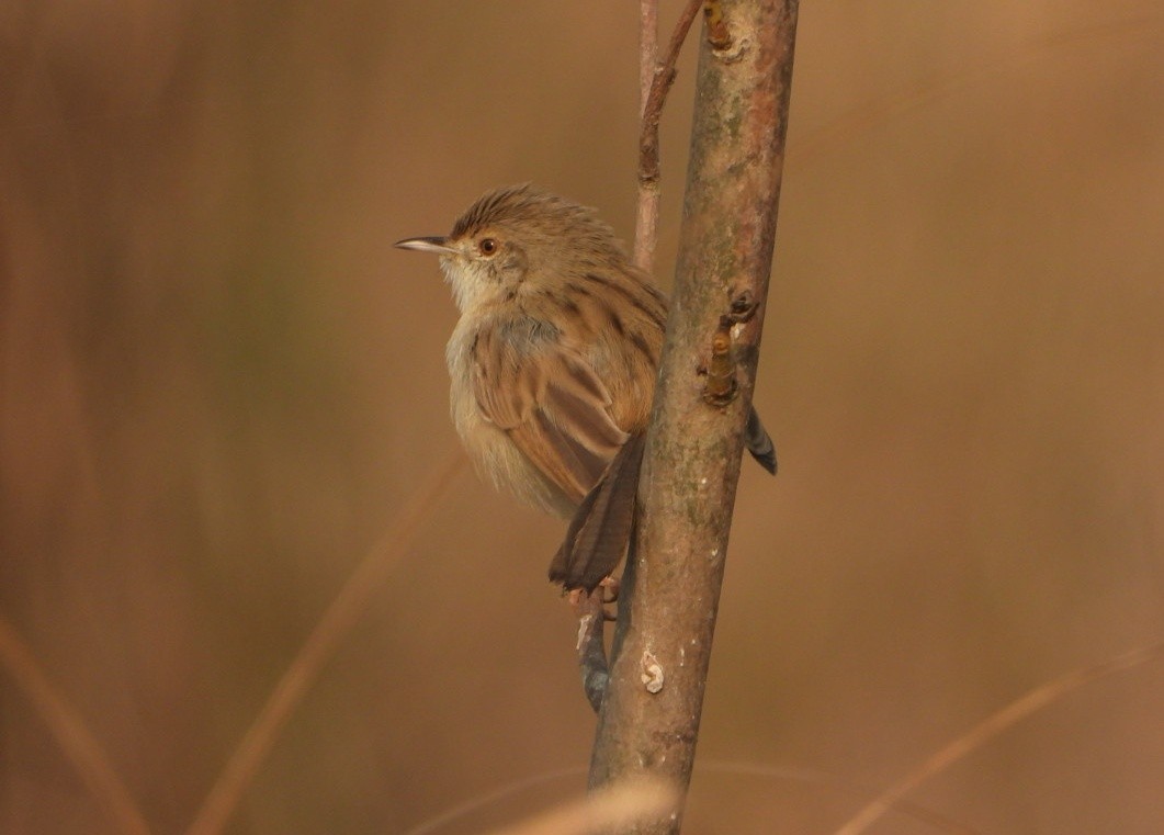 Delicate Prinia - ML645980462