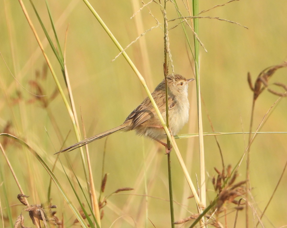 Delicate Prinia - ML645980463