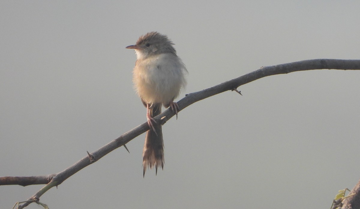 Delicate Prinia - ML645980464