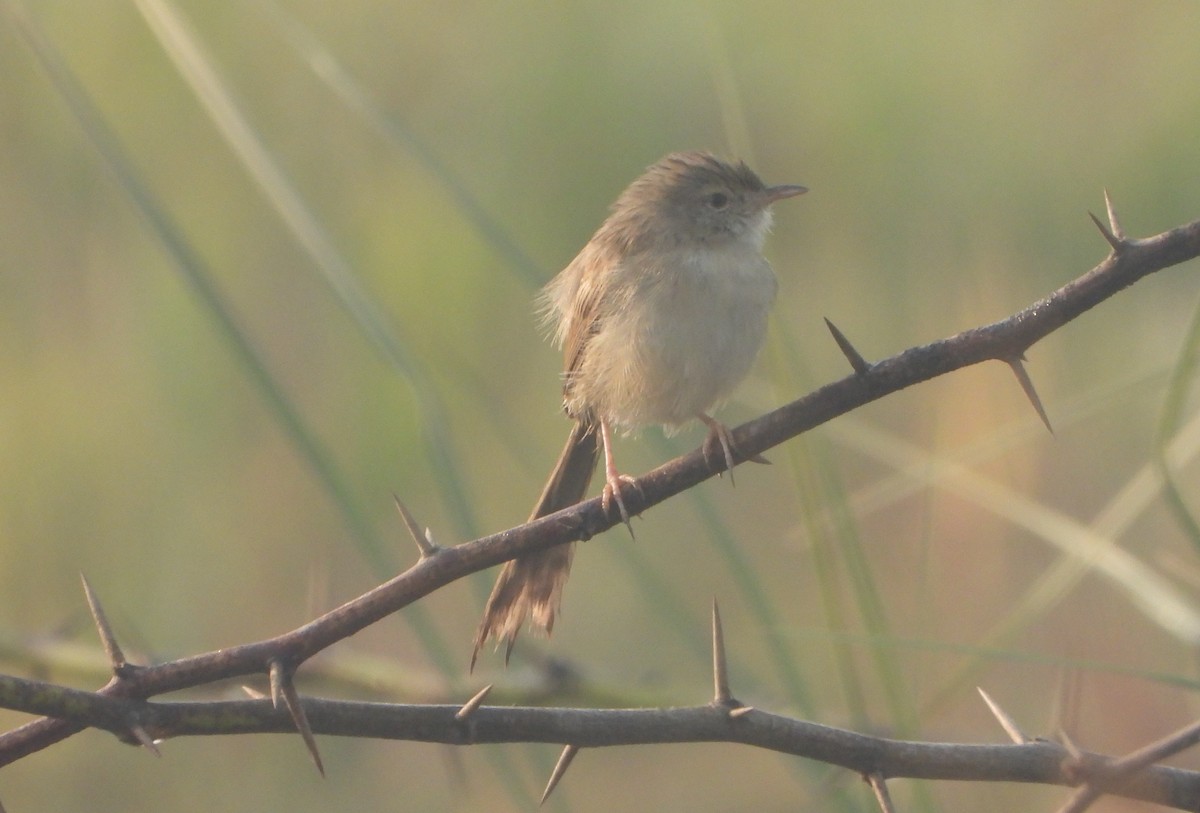 Delicate Prinia - ML645980465