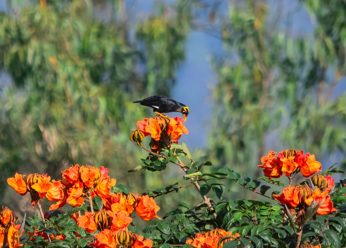 Southern Hill Myna - ML645980474