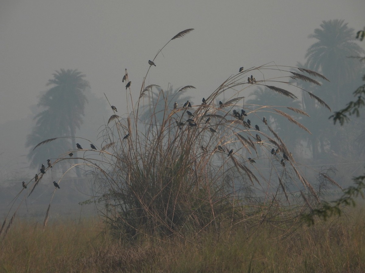 Indian Pied Starling - ML645980484