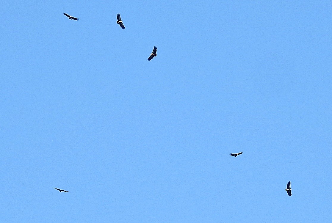 Himalayan Griffon - ML645980492