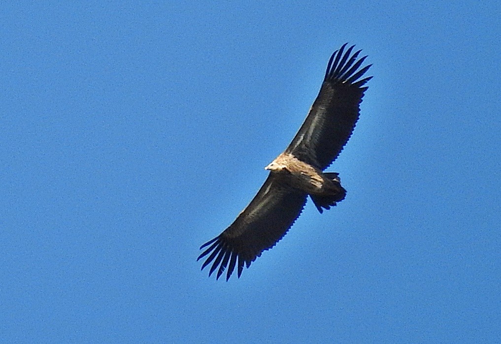 Himalayan Griffon - ML645980493